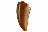 Serrated, Raptor Tooth - Real Dinosaur Tooth #115674-1